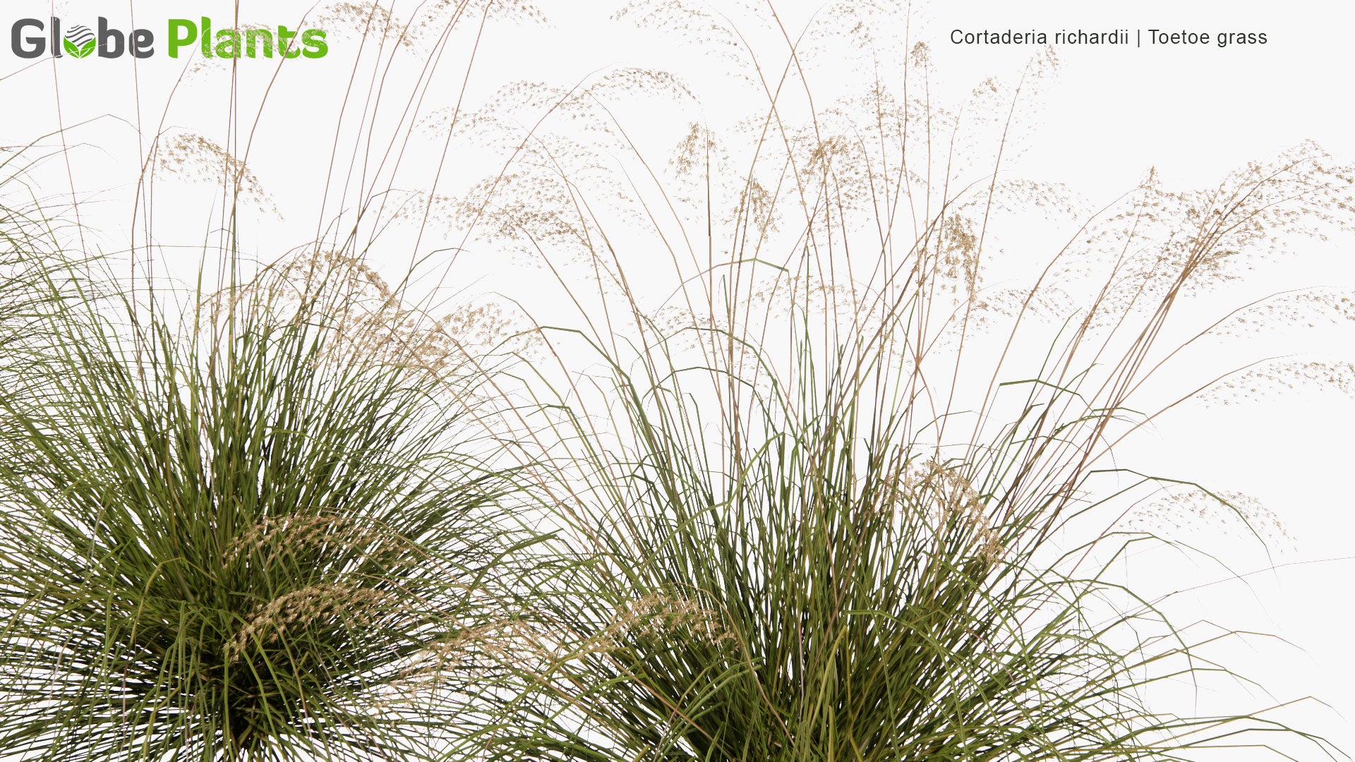 Low Poly Cortaderia Richardii - Toetoe Grass (3D Model)