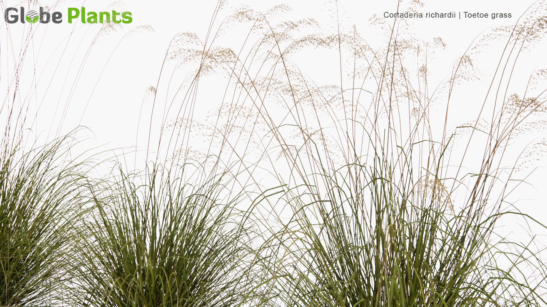Low Poly Cortaderia Richardii - Toetoe Grass (3D Model)