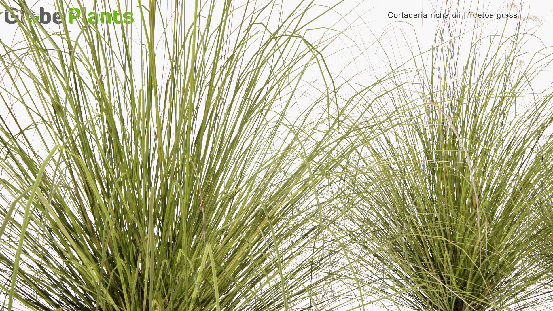 Low Poly Cortaderia Richardii - Toetoe Grass (3D Model)