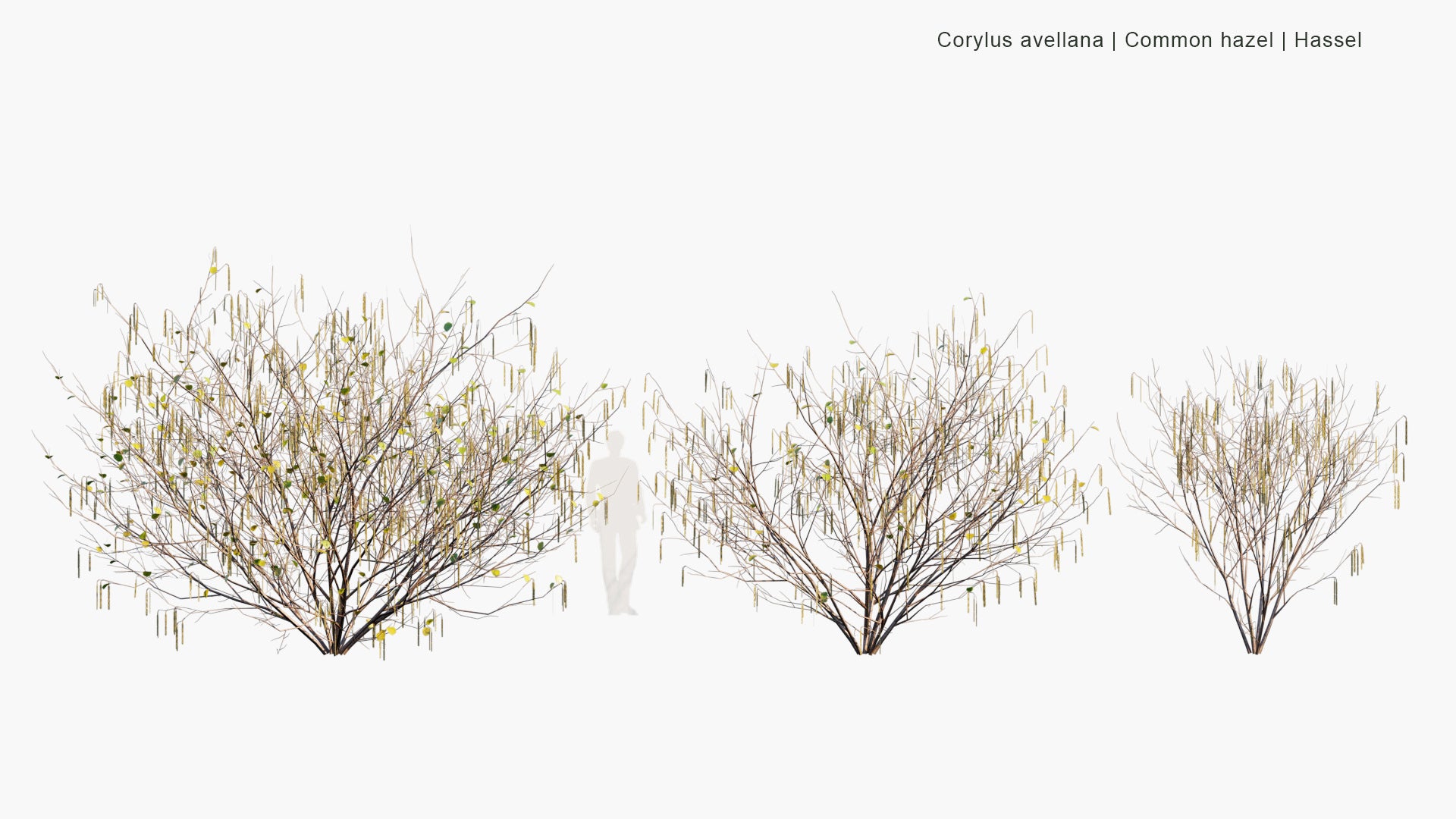 Low Poly Corylus Avellana - Common Hazel, Hassel (3D Model)