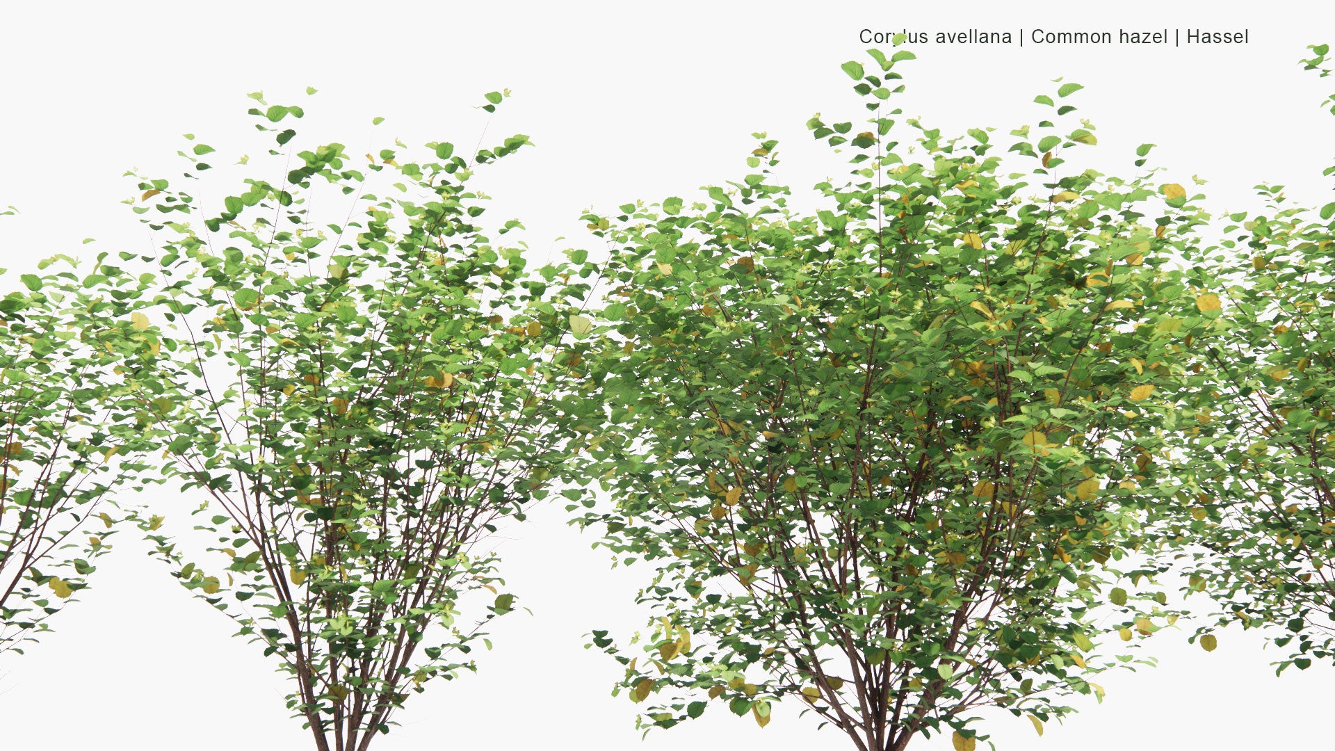 Low Poly Corylus Avellana - Common Hazel, Hassel (3D Model)