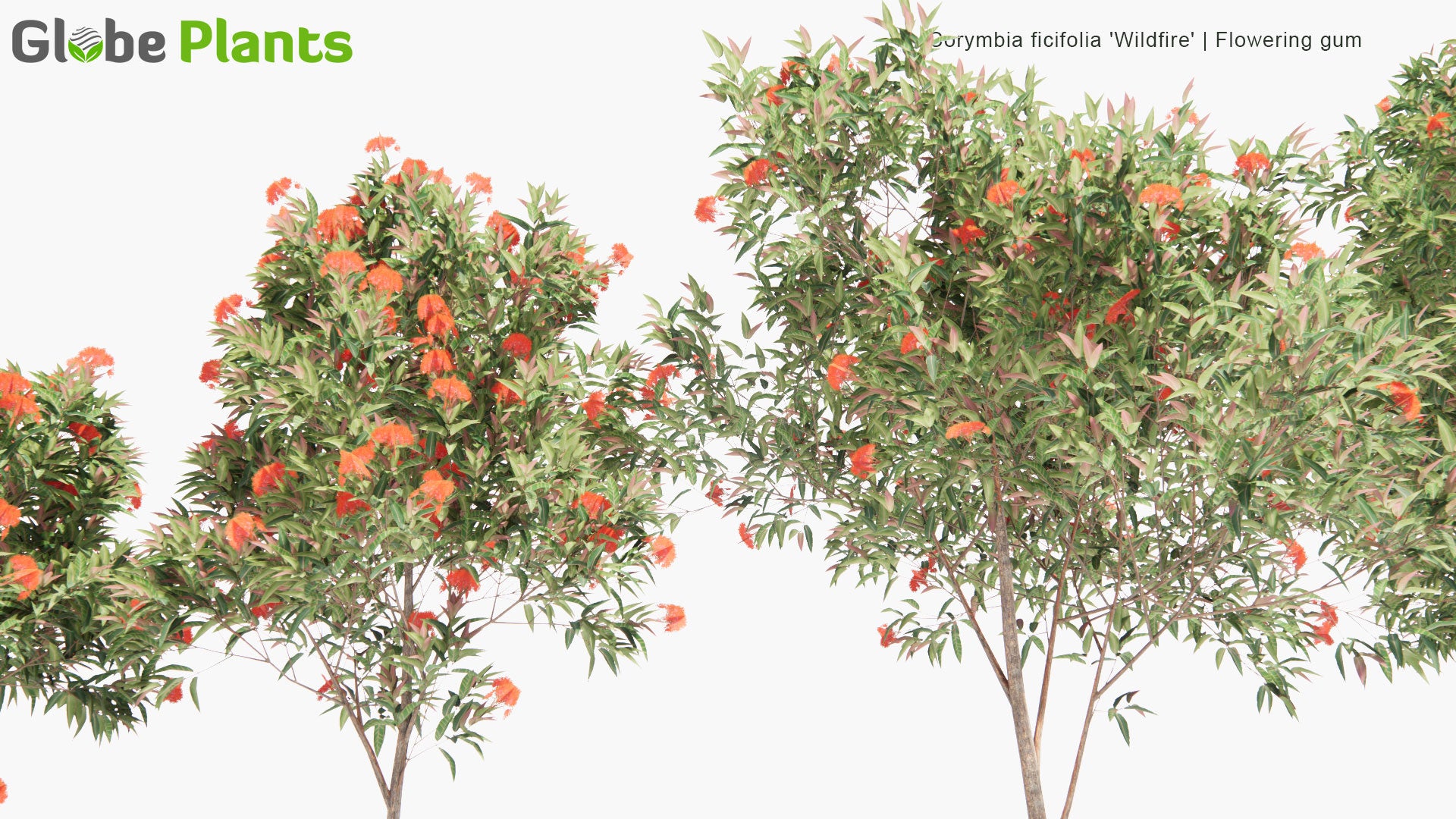 Low Poly Corymbia Ficifolia 'Wildfire' - Flowering Gum (3D Model)