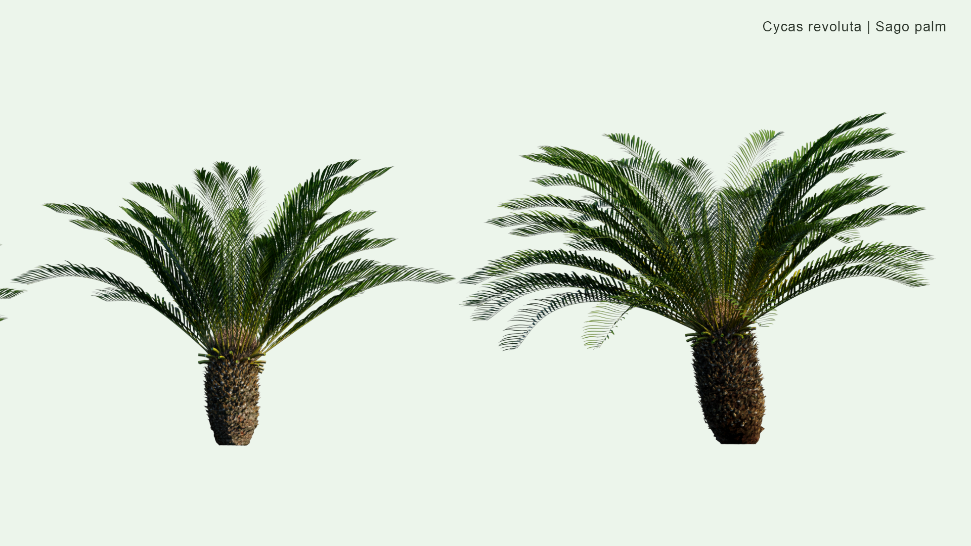 2D  Cycas Revoluta - Sago Palm, King Sago, Sago Cycad, Japanese Sago Palm