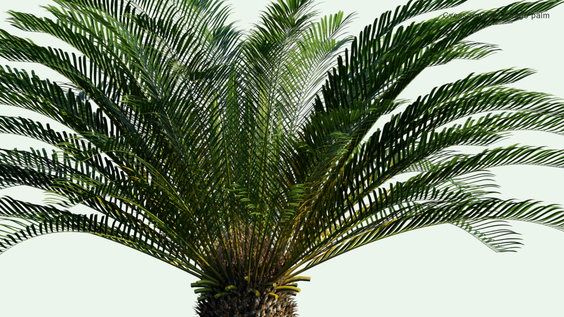 2D  Cycas Revoluta - Sago Palm, King Sago, Sago Cycad, Japanese Sago Palm