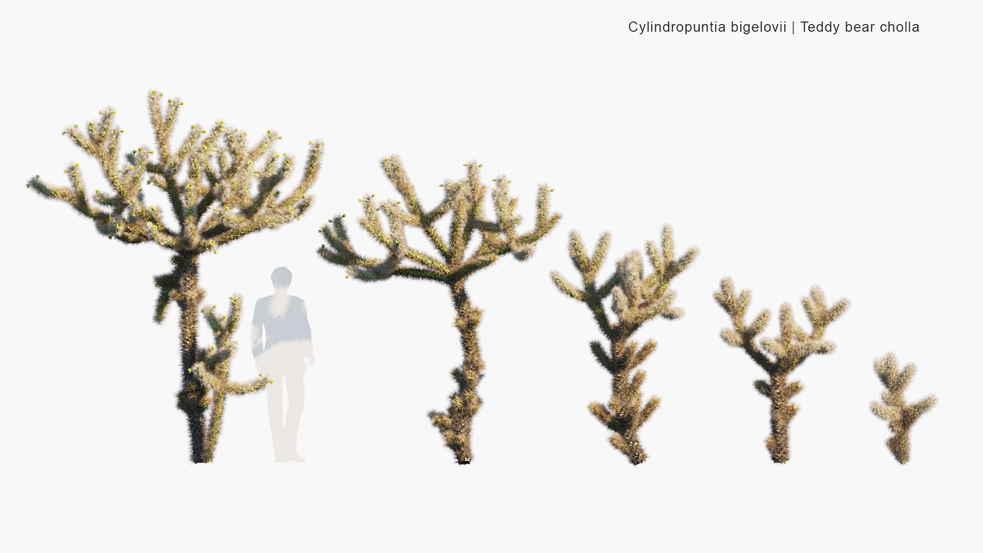 Low Poly Cylindropuntia Bigelovii - Teddy Bear Cholla (3D Model)