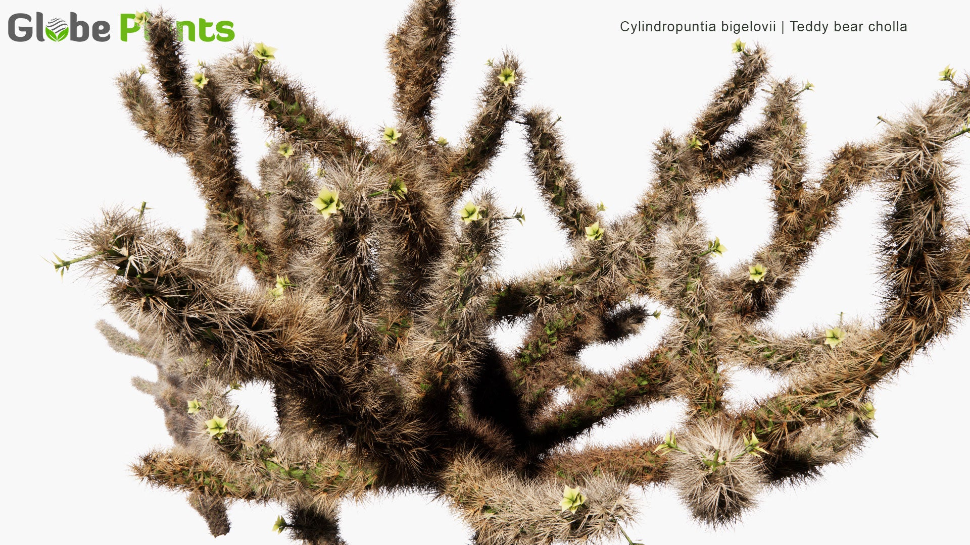 Low Poly Cylindropuntia Bigelovii - Teddy Bear Cholla (3D Model)