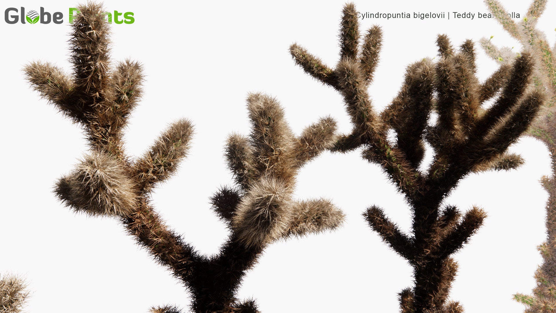 Low Poly Cylindropuntia Bigelovii - Teddy Bear Cholla (3D Model)