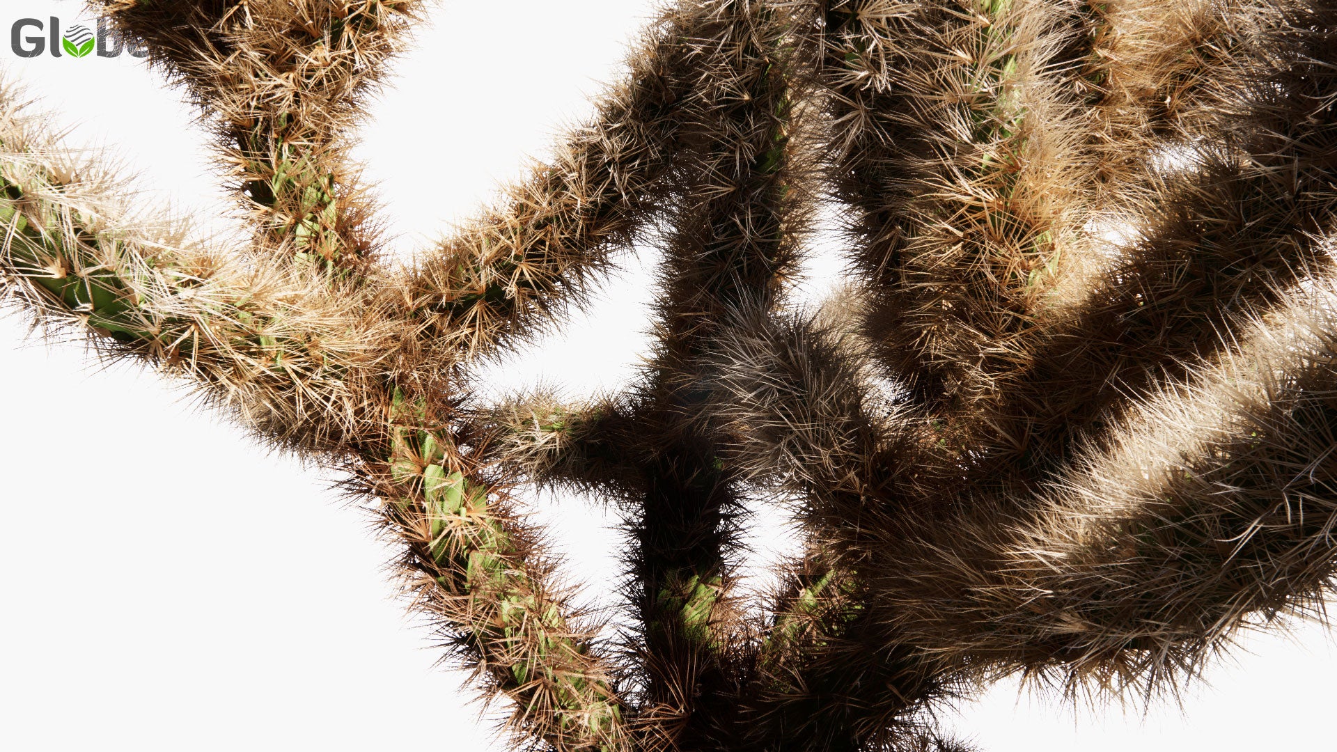 Low Poly Cylindropuntia Bigelovii - Teddy Bear Cholla (3D Model)