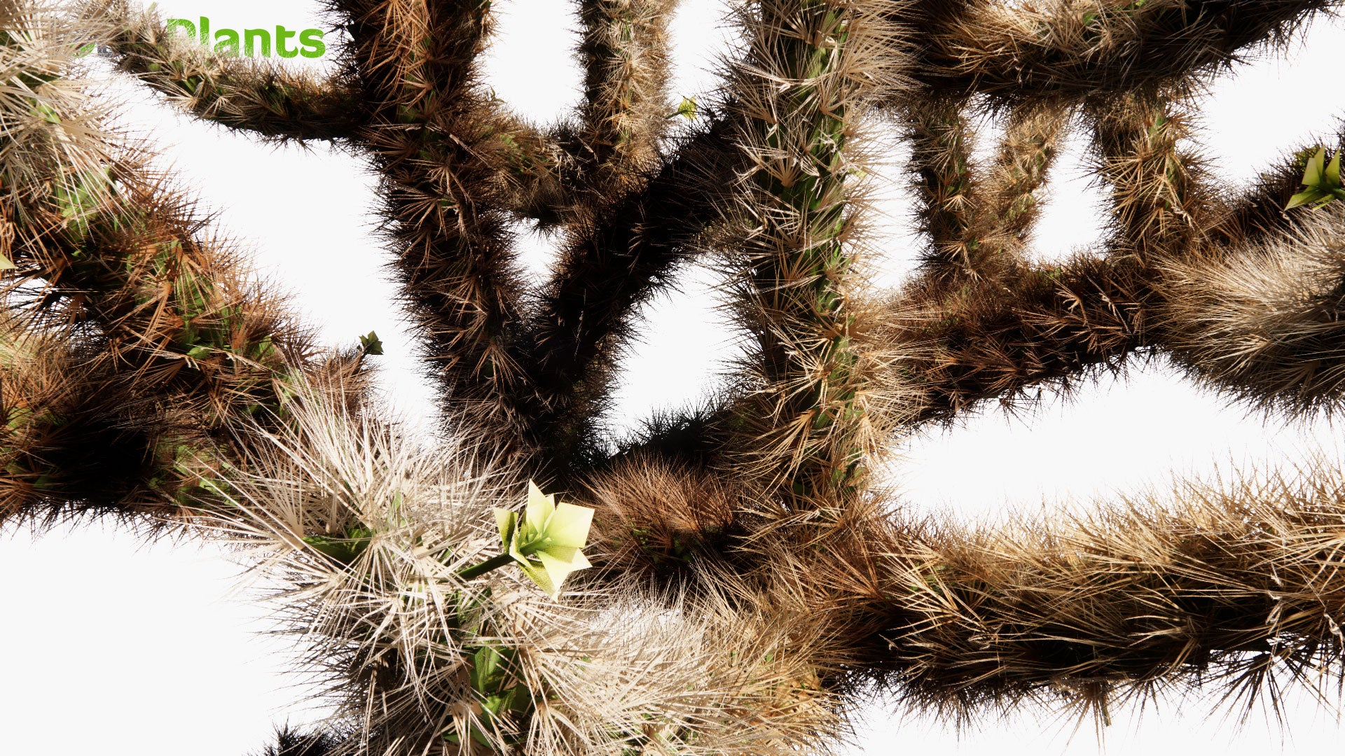 Low Poly Cylindropuntia Bigelovii - Teddy Bear Cholla (3D Model)