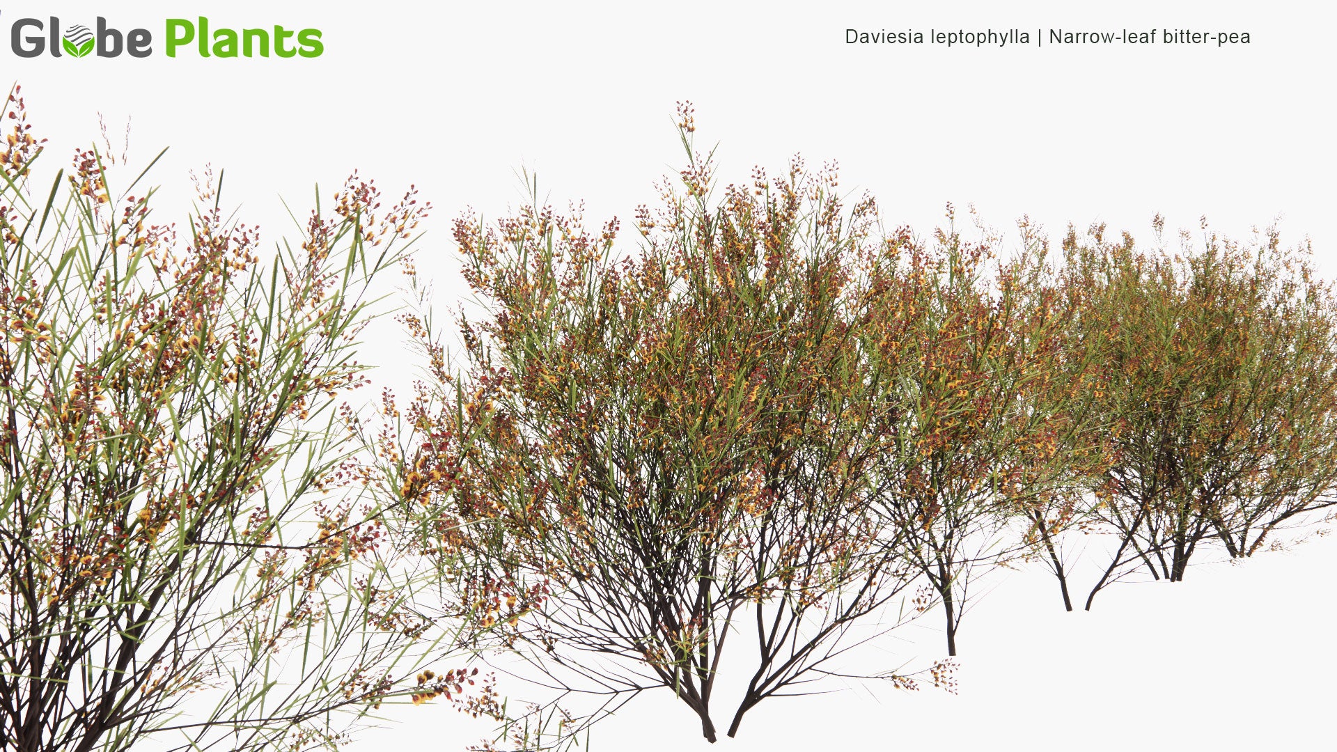Low Poly Daviesia Leptophylla - Narrow-Leaf Bitter-Pea (3D Model)