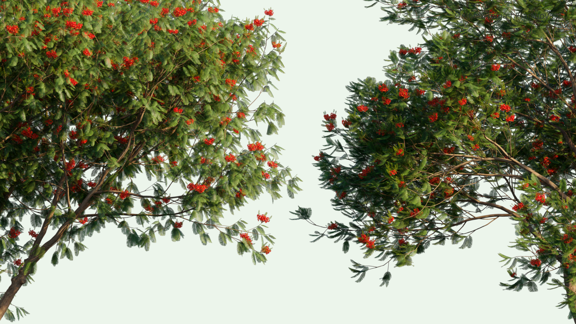 2D Delonix Regia - Royal Poinciana, Flamboyant, Flame of The Forest, Flame Tree