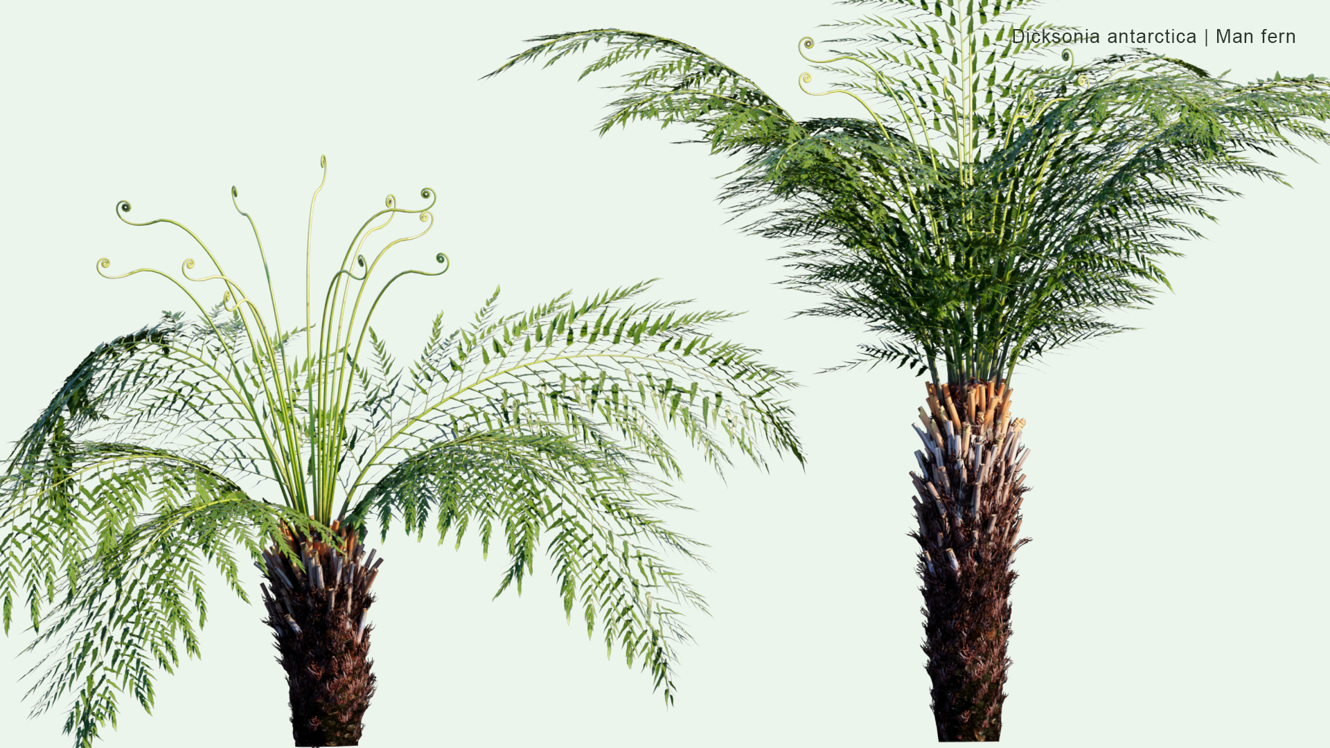 2D  Dicksonia Antarctica - Man Fern, Soft Tree Fern