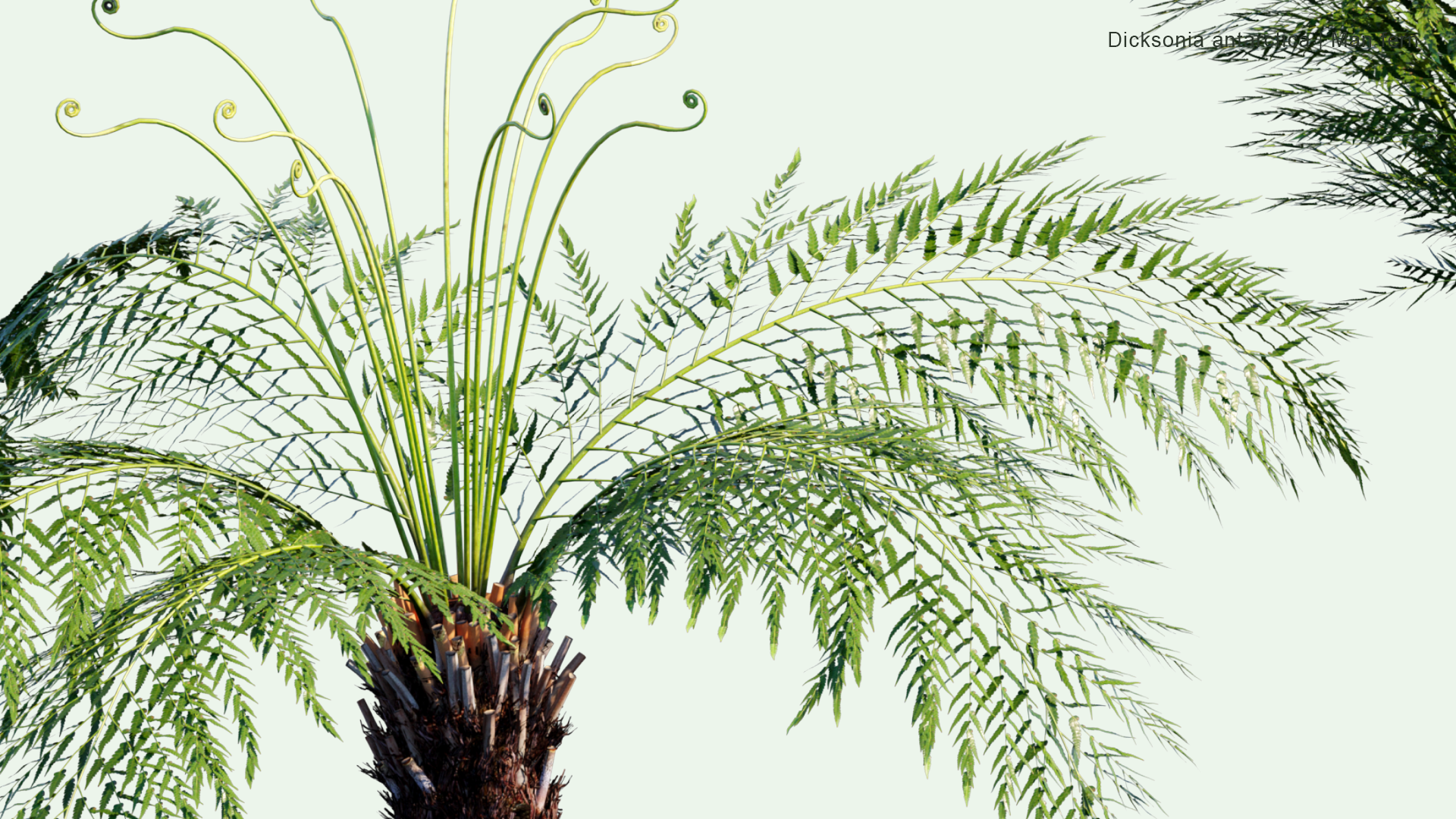 2D  Dicksonia Antarctica - Man Fern, Soft Tree Fern