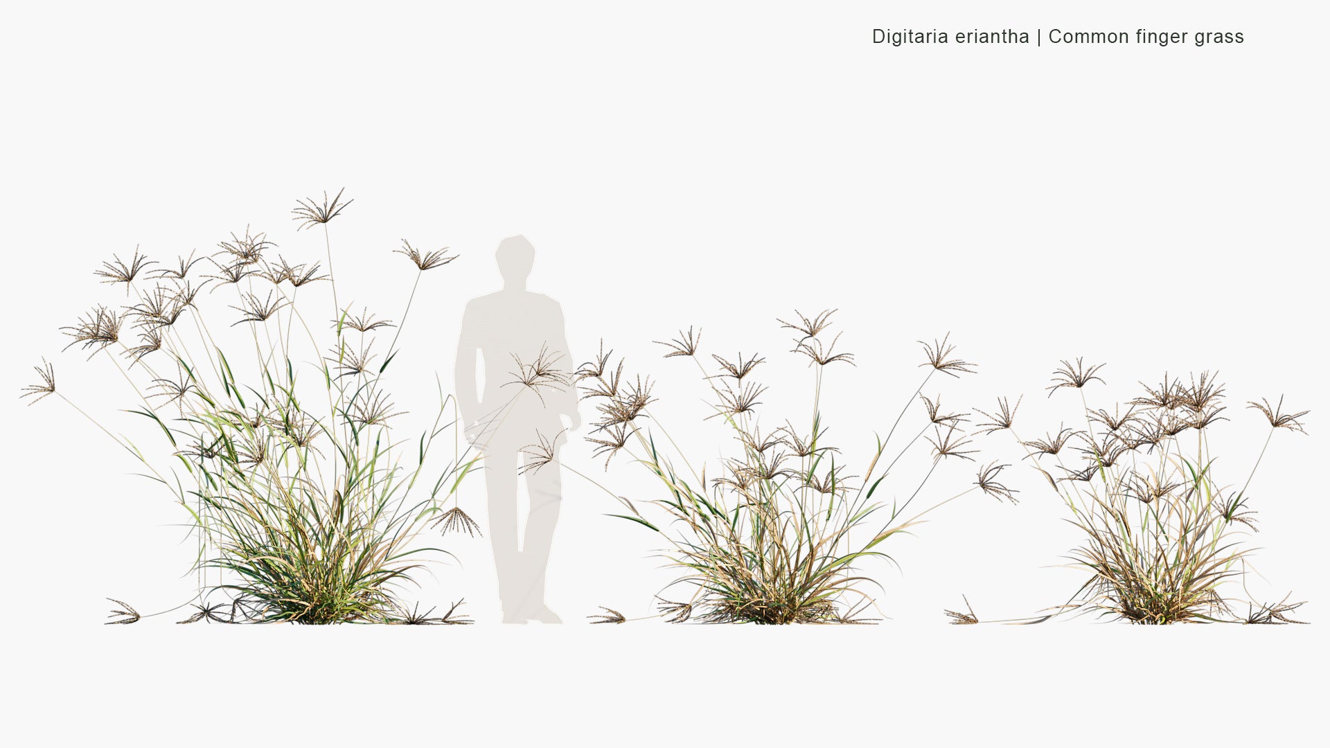 Digitaria Eriantha - Digitgrass, Pangola-Grass, Common Finger Grass (3D Model)