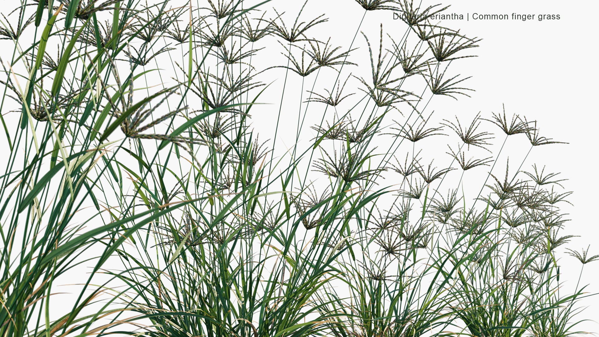 Digitaria Eriantha - Digitgrass, Pangola-Grass, Common Finger Grass (3D Model)