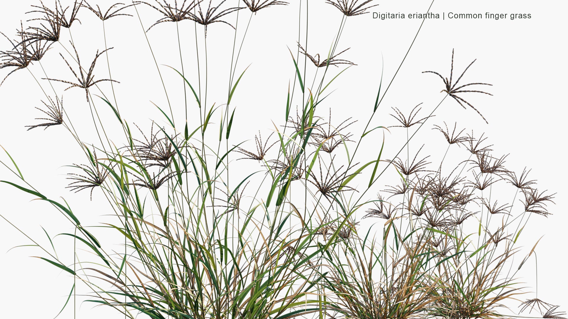 Digitaria Eriantha - Digitgrass, Pangola-Grass, Common Finger Grass (3D Model)