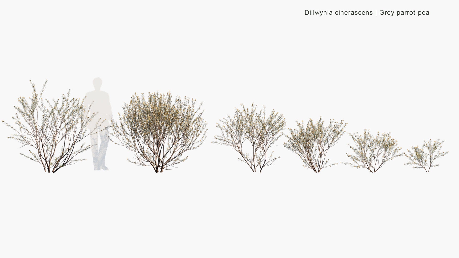 Low Poly Dillwynia Cinerascens - Grey Parrot-Pea (3D Model)