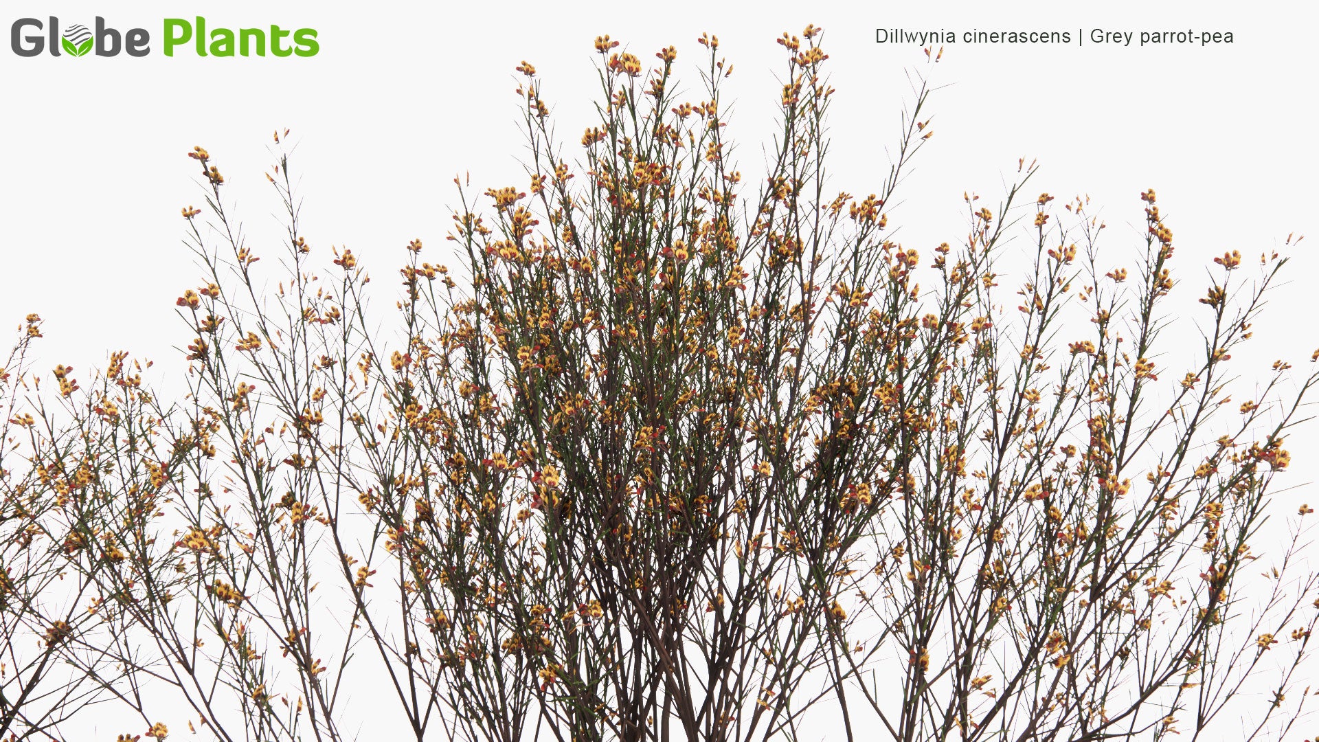 Low Poly Dillwynia Cinerascens - Grey Parrot-Pea (3D Model)