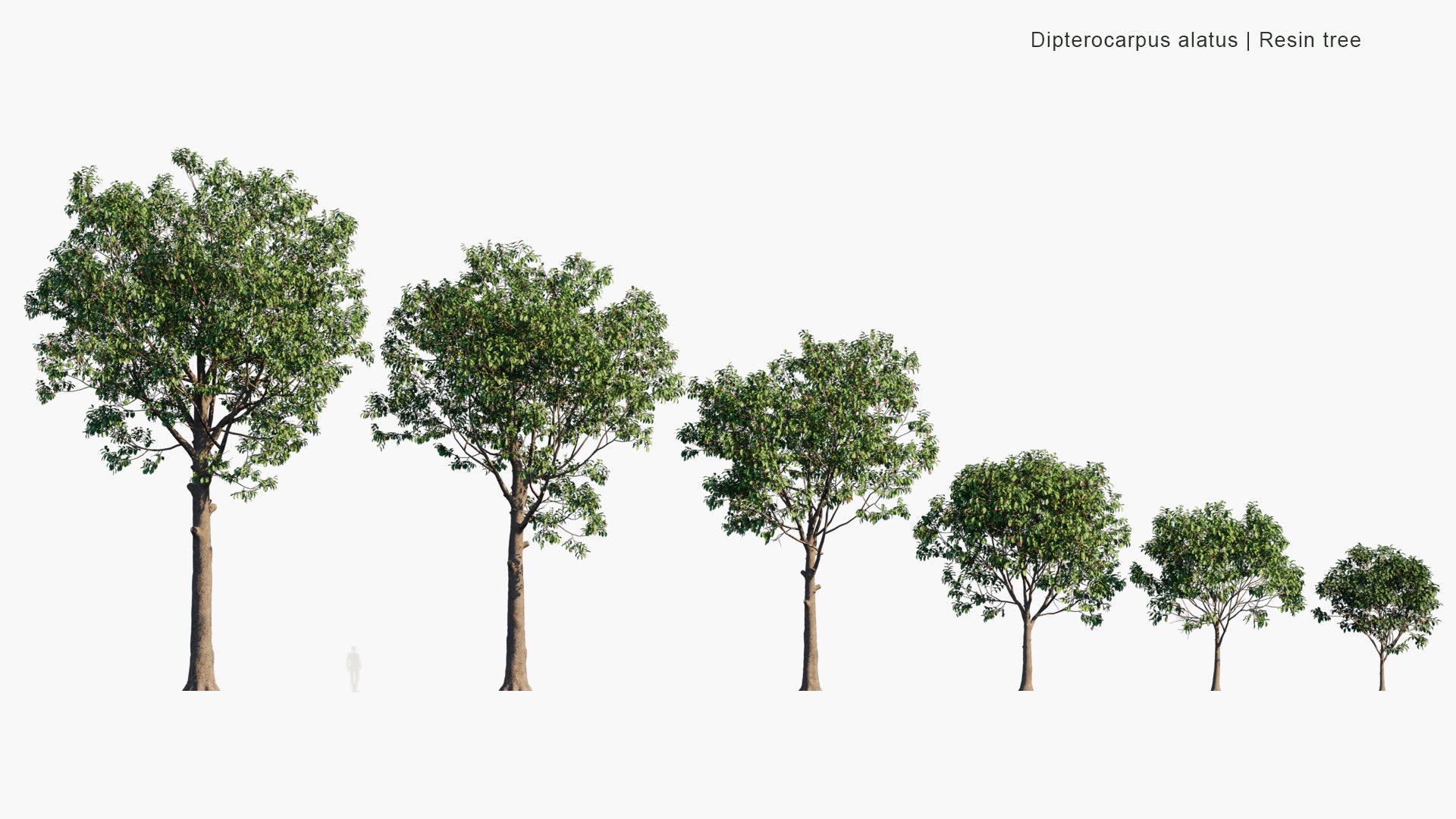 Low Poly Dipterocarpus Alatus - Resin Tree (3D Model)