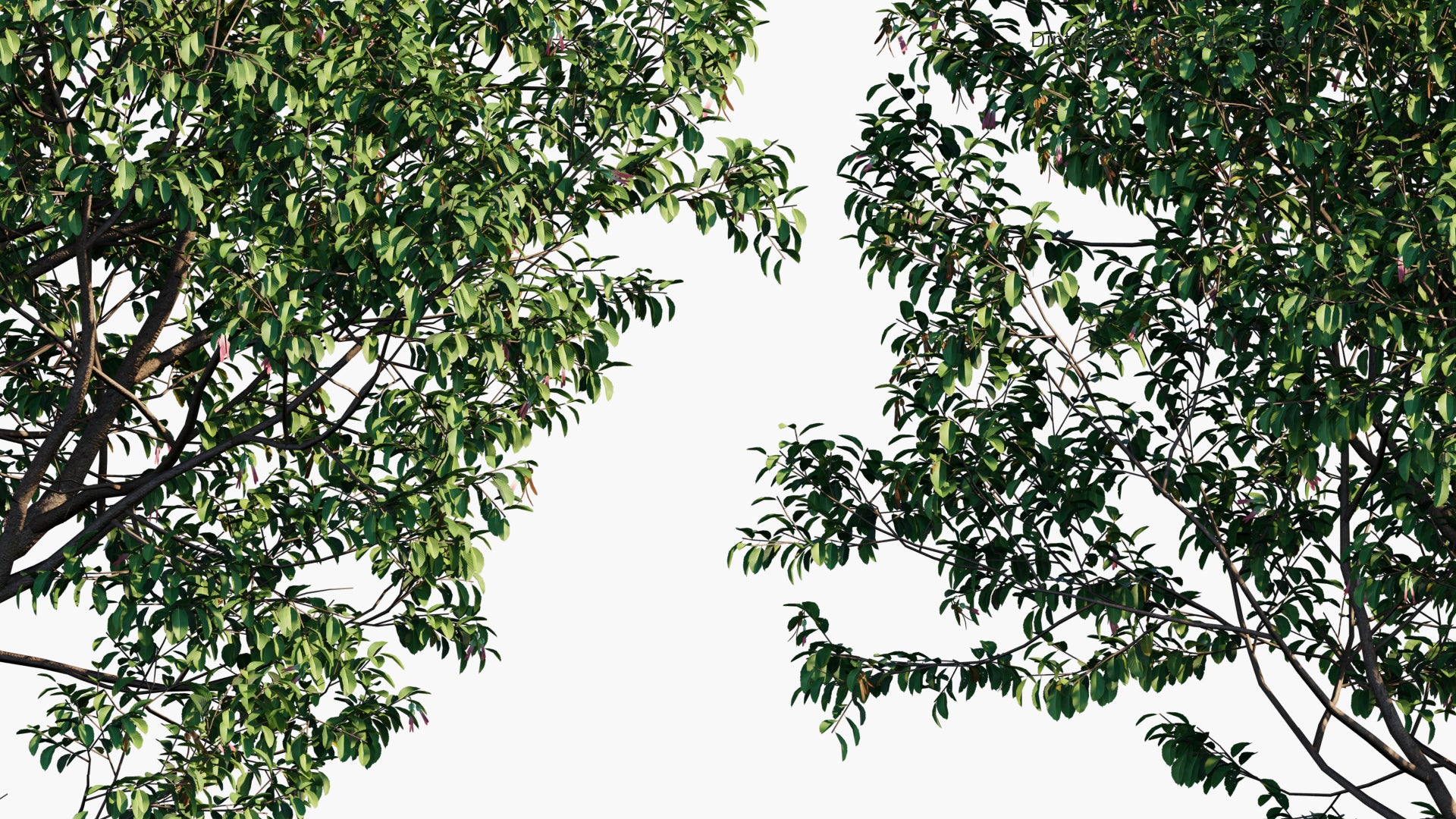 Low Poly Dipterocarpus Alatus - Resin Tree (3D Model)