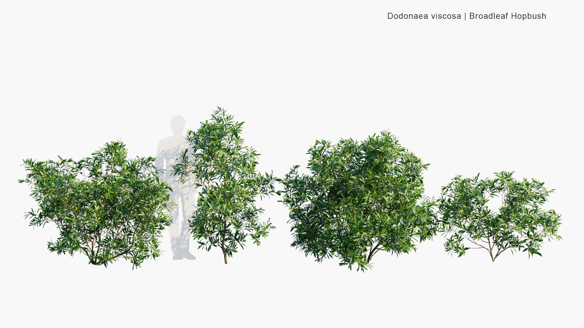 Low Poly Dodonaea Viscosa - Broadleaf Hopbush (3D Model)
