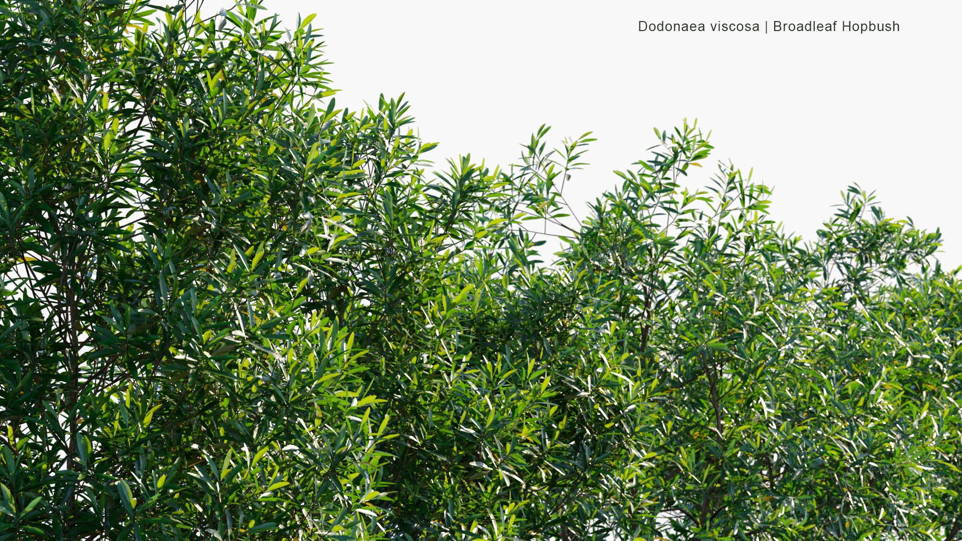 Low Poly Dodonaea Viscosa - Broadleaf Hopbush (3D Model)