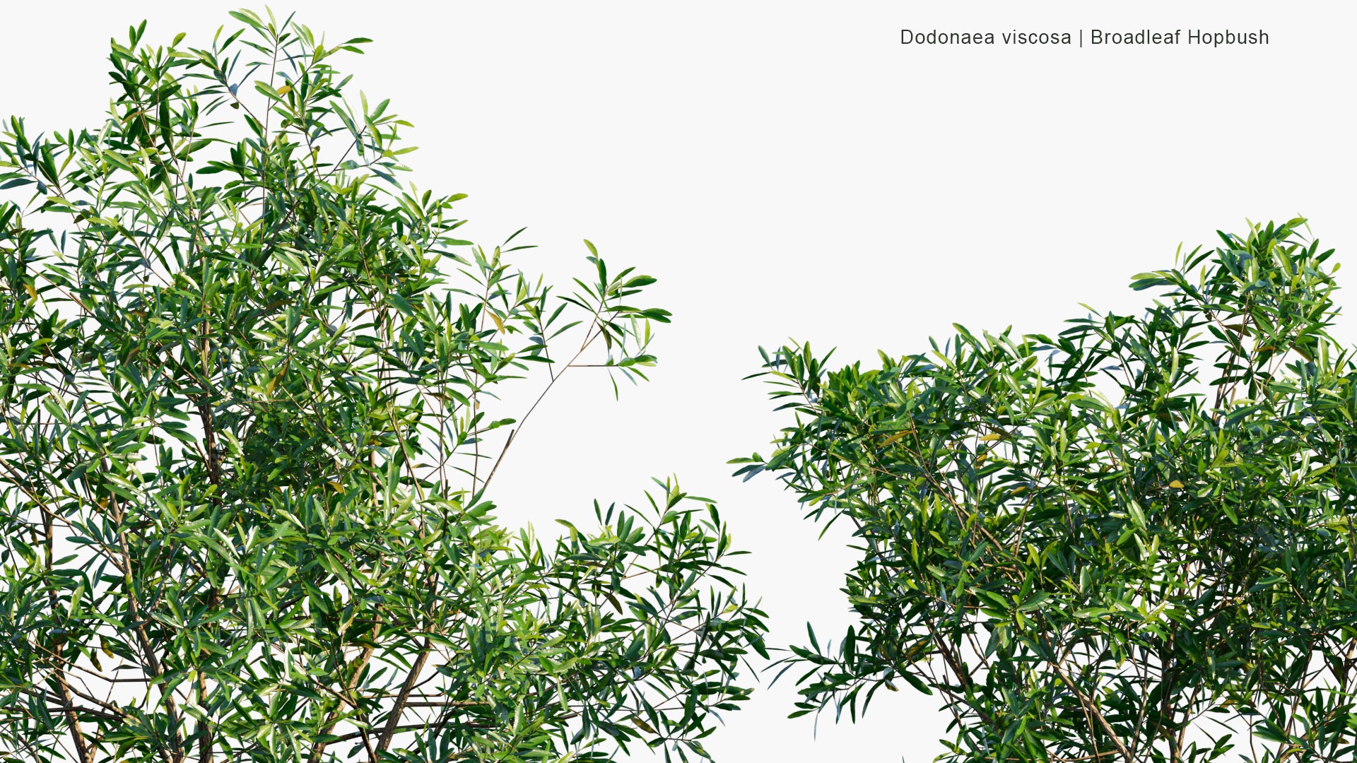 Low Poly Dodonaea Viscosa - Broadleaf Hopbush (3D Model)