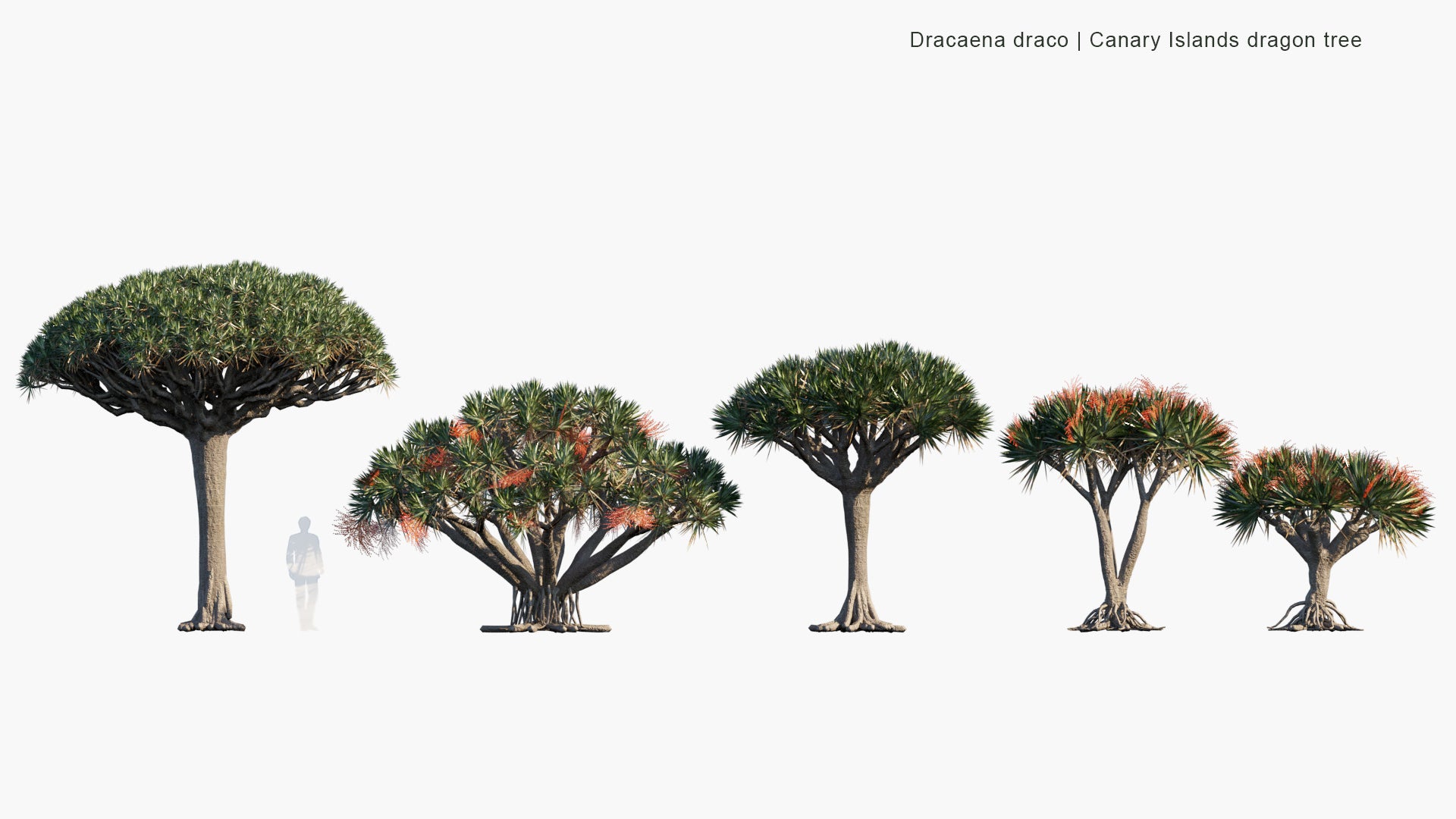 Low Poly Dracaena Draco - Canary Islands Dragon Tree (3D Model)