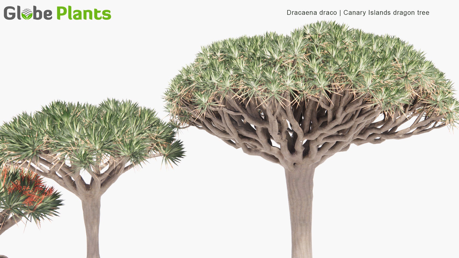 Low Poly Dracaena Draco - Canary Islands Dragon Tree (3D Model)