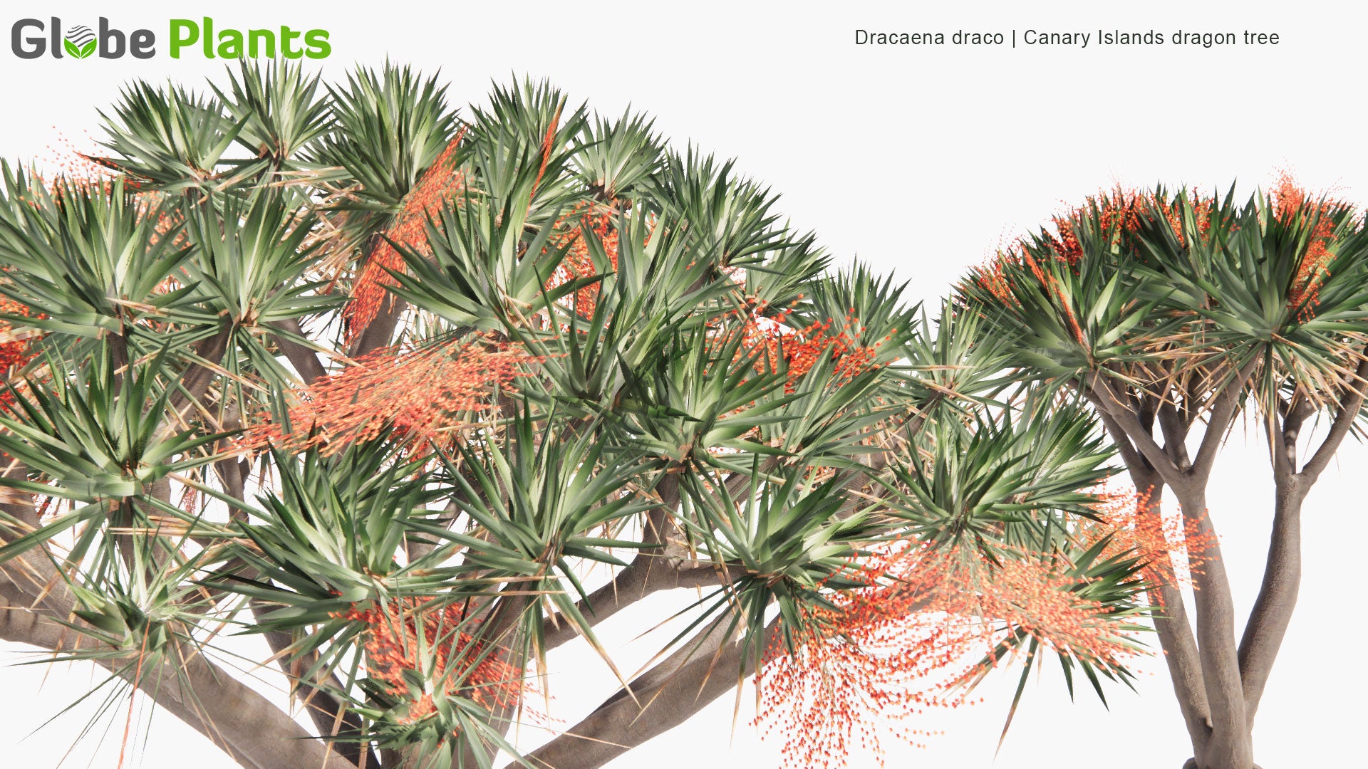 Low Poly Dracaena Draco - Canary Islands Dragon Tree (3D Model)