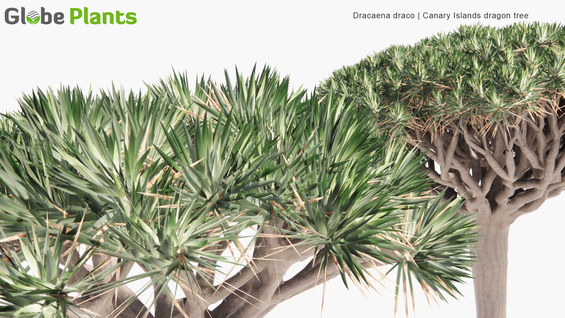 Low Poly Dracaena Draco - Canary Islands Dragon Tree (3D Model)