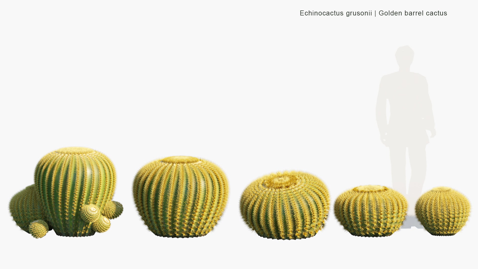 Low Poly Echinocactus Grusonii - Golden Barrel Cactus, Golden Ball, Mother-in-Law's Cushion (3D Model)