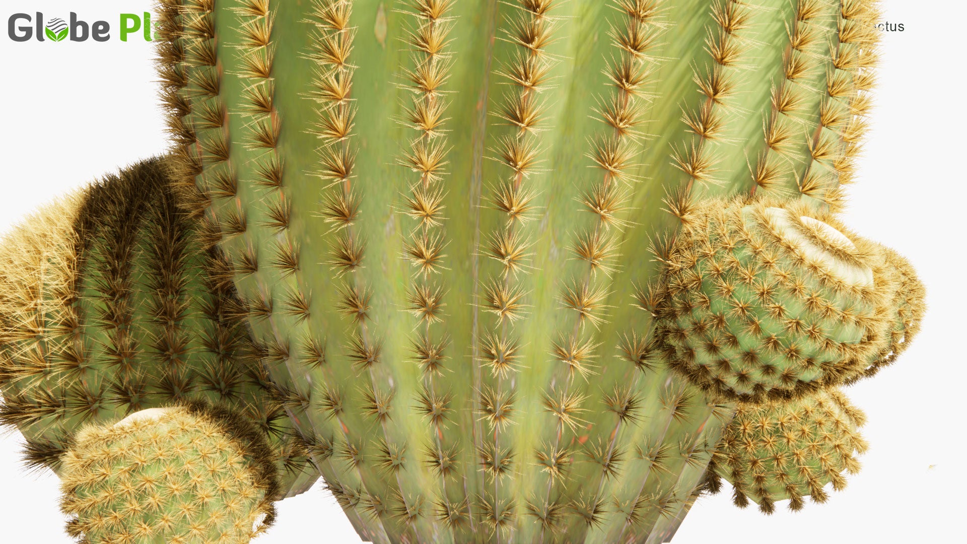 Low Poly Echinocactus Grusonii - Golden Barrel Cactus, Golden Ball, Mother-in-Law's Cushion (3D Model)