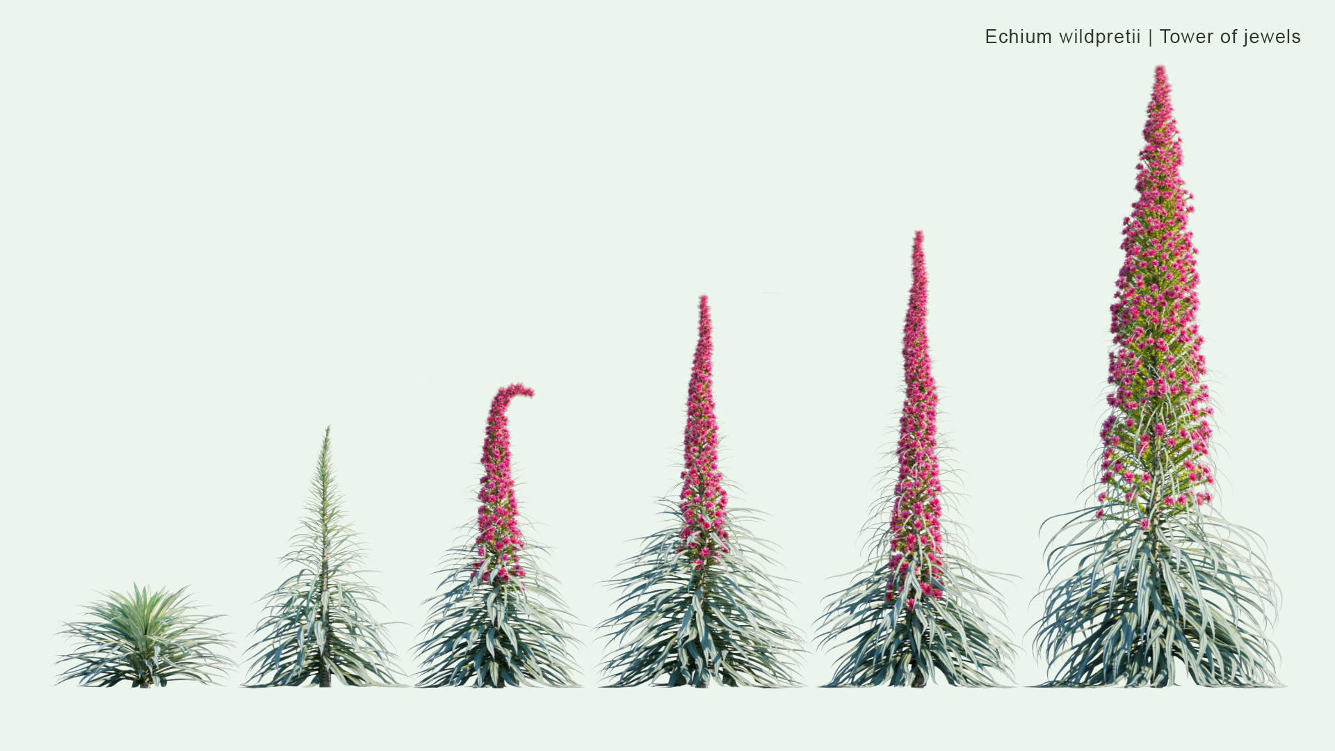 2D Echium Wildpretii - Tower of Jewels, Red Bugloss, Tenerife Bugloss