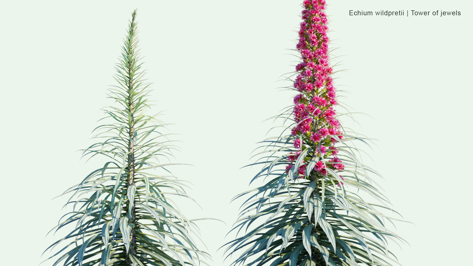 2D Echium Wildpretii - Tower of Jewels, Red Bugloss, Tenerife Bugloss