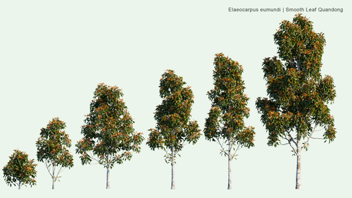 Elaeocarpus Eumundi