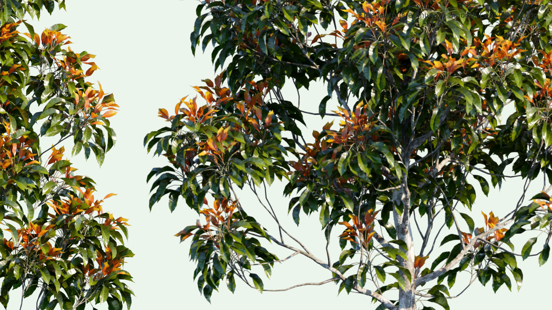 2D Elaeocarpus Eumundi - Eumundi Quandong, Smooth Leafed Quandong