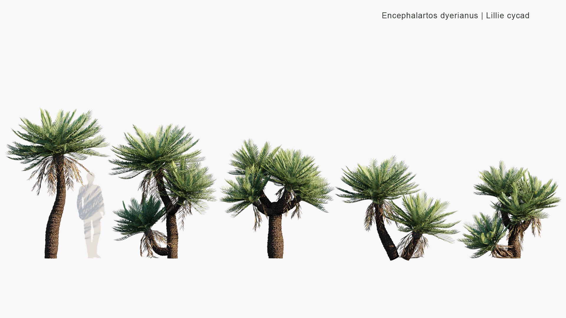 Encephalartos Dyerianus - Lillie Cycad (3D Model)