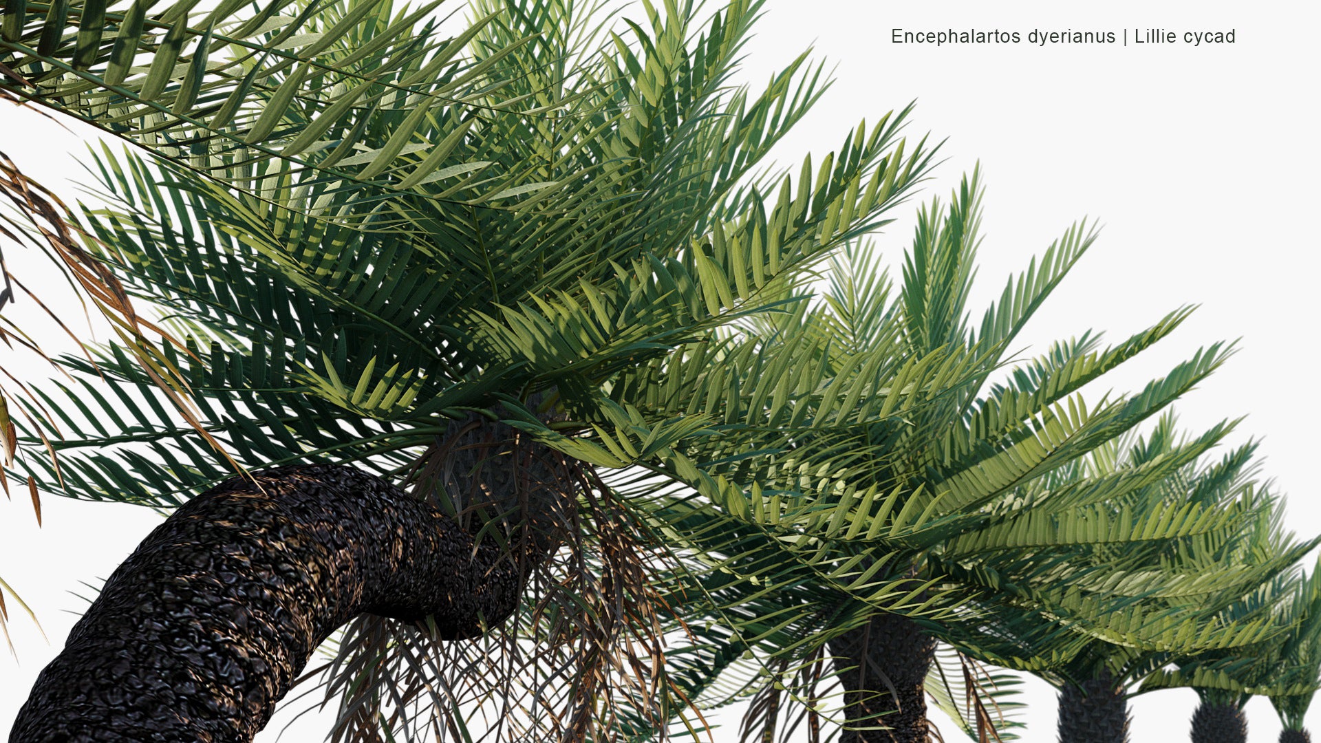 Encephalartos Dyerianus - Lillie Cycad (3D Model)