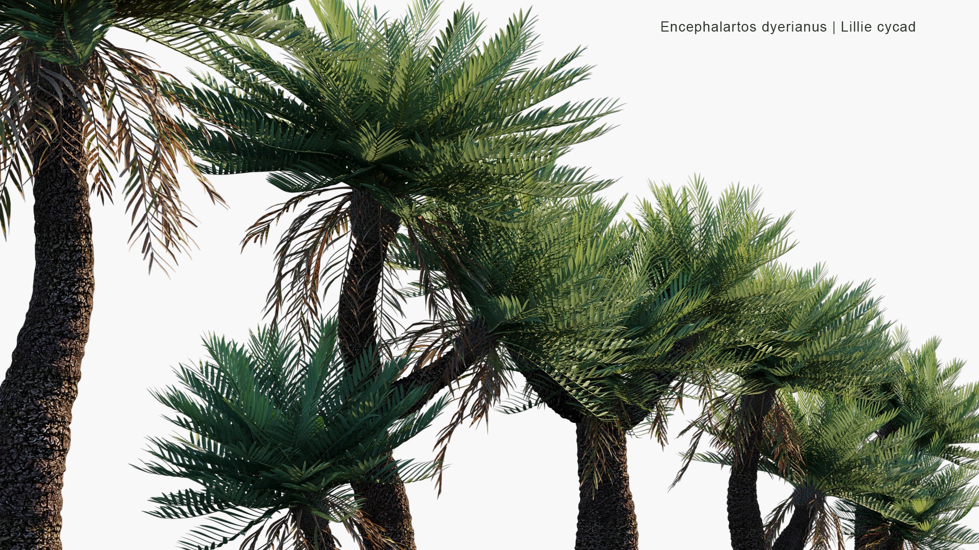 Encephalartos Dyerianus - Lillie Cycad (3D Model)