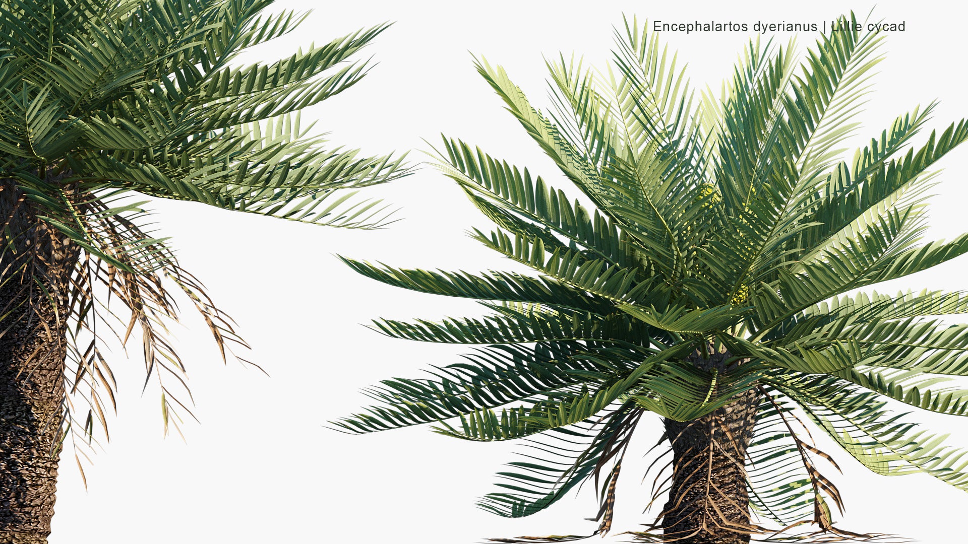 Encephalartos Dyerianus - Lillie Cycad (3D Model)