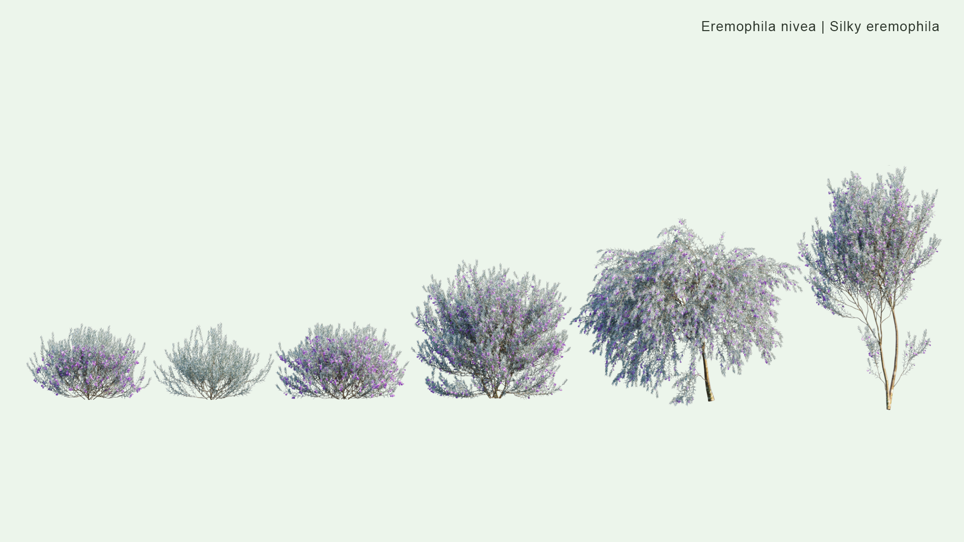 2D Eremophila Nivea - Silky Eremophila