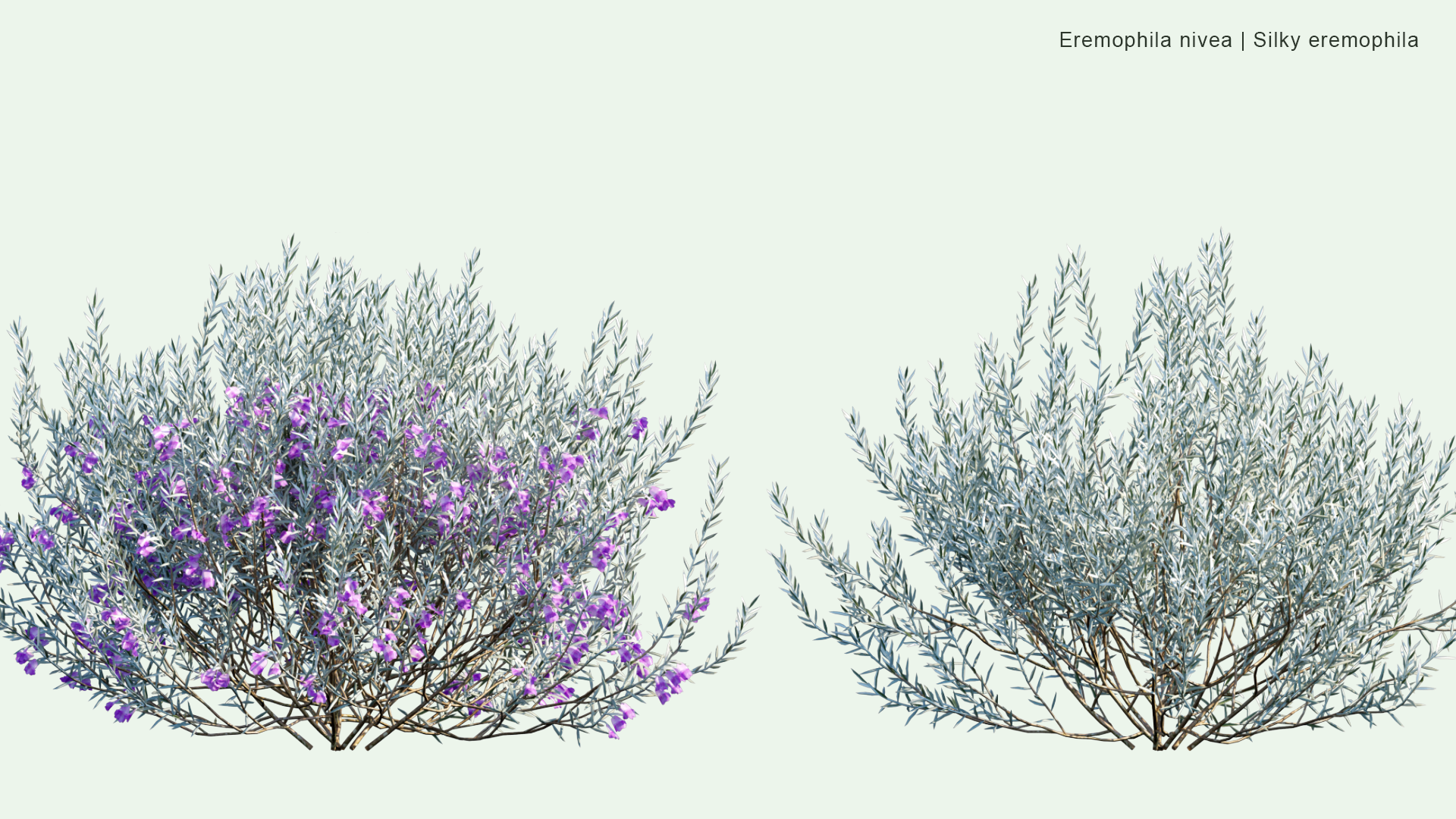 2D Eremophila Nivea - Silky Eremophila