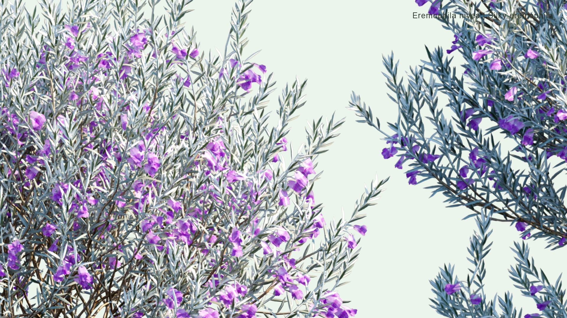 2D Eremophila Nivea - Silky Eremophila