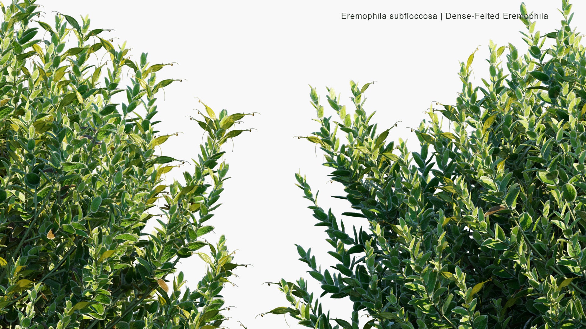 Low Poly Eremophila Subfloccosa - Dense-felted Eremophila (3D Model)