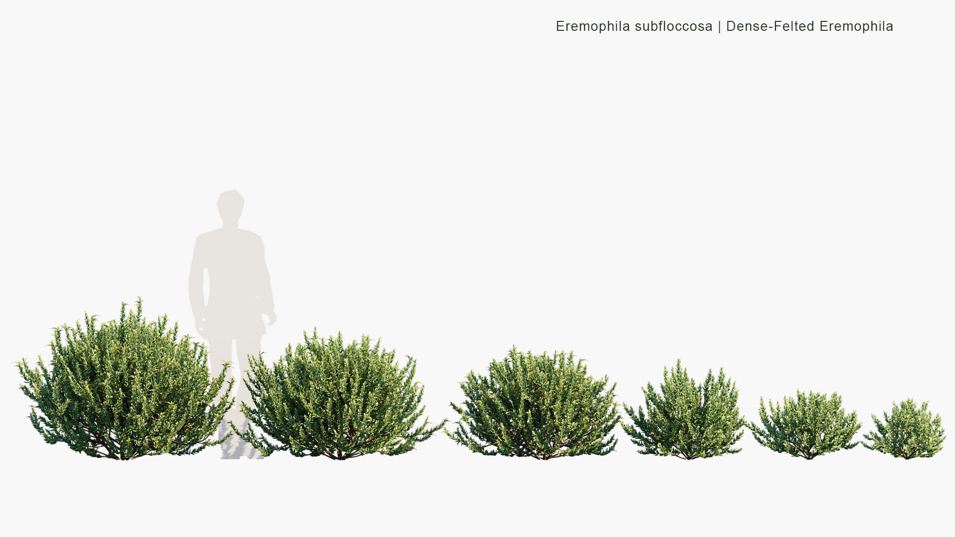 Eremophila Subfloccosa - Dense-felted Eremophila (3D Model)
