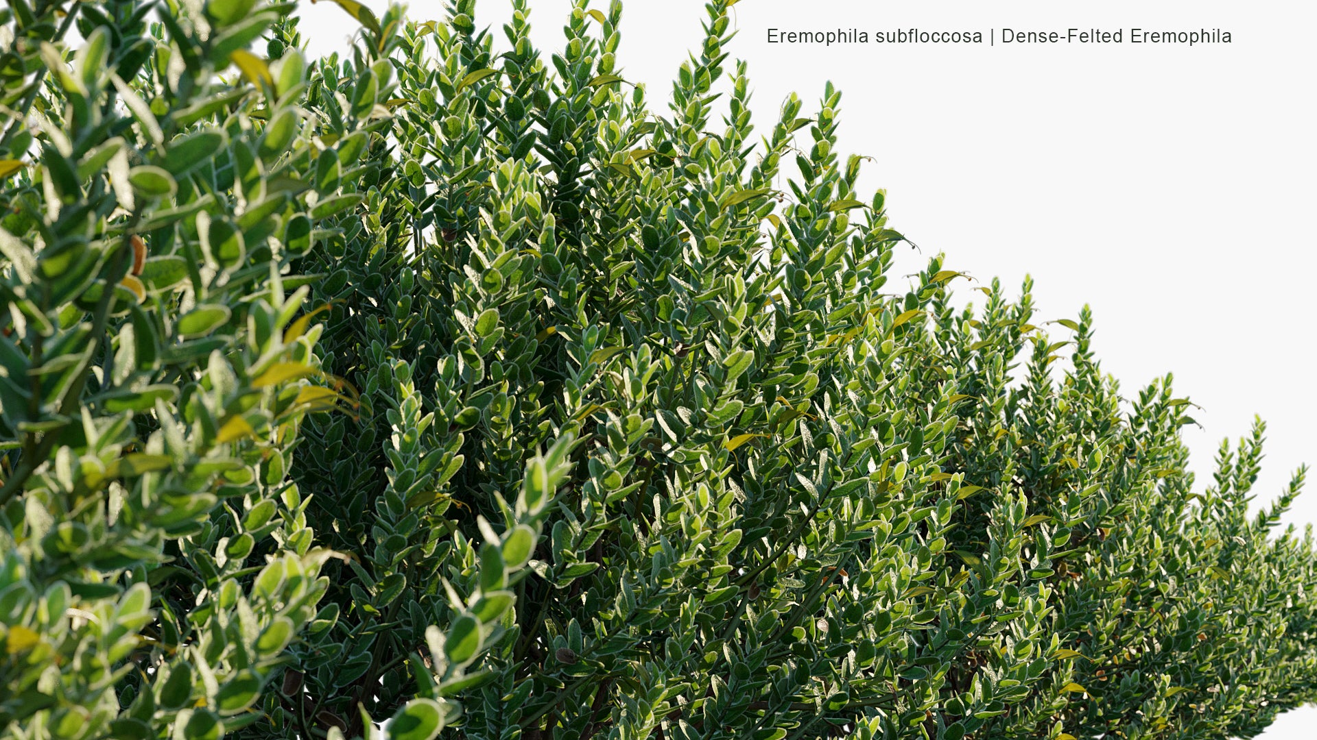 Eremophila Subfloccosa - Dense-felted Eremophila (3D Model)