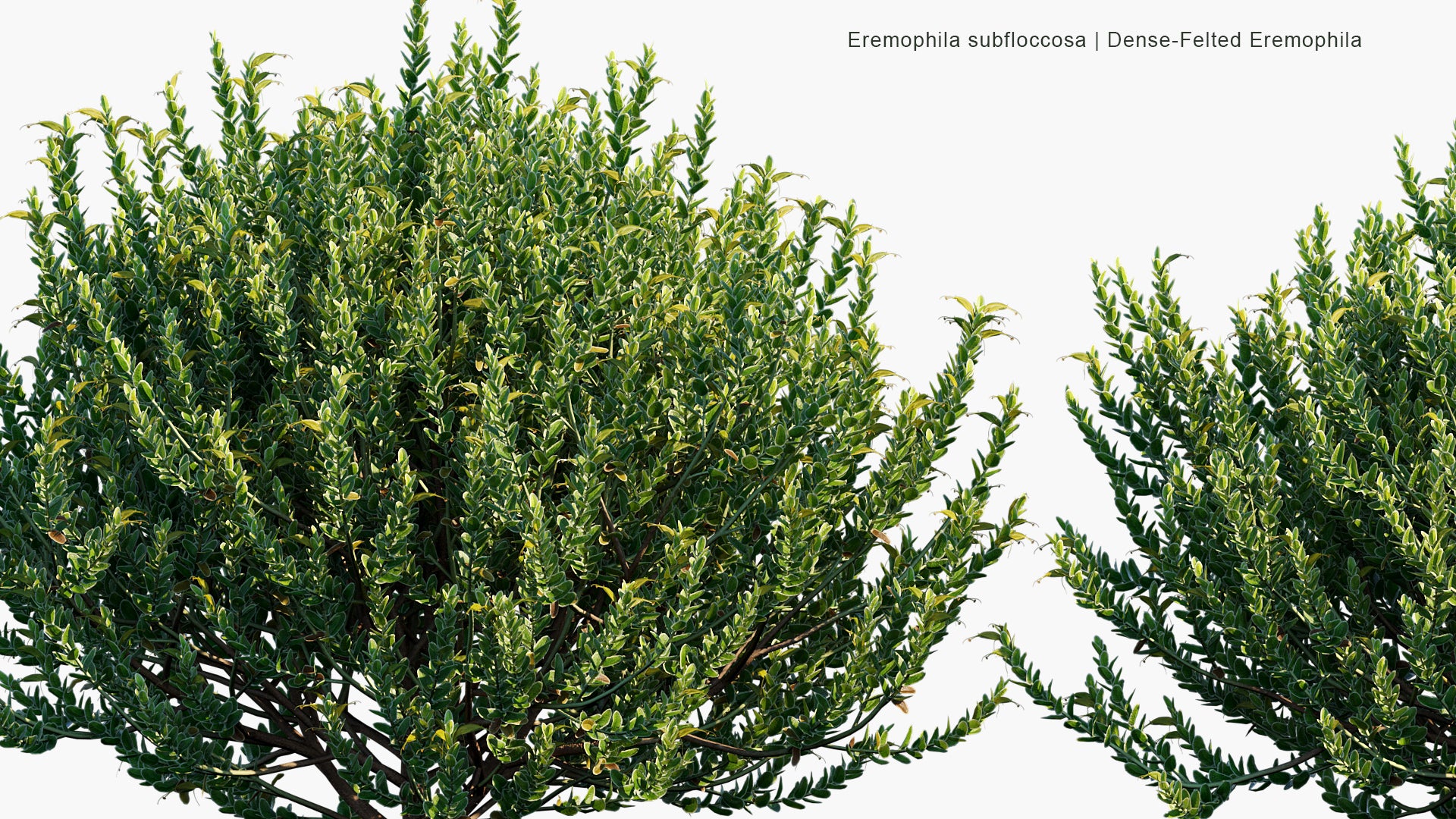 Eremophila Subfloccosa - Dense-felted Eremophila (3D Model)