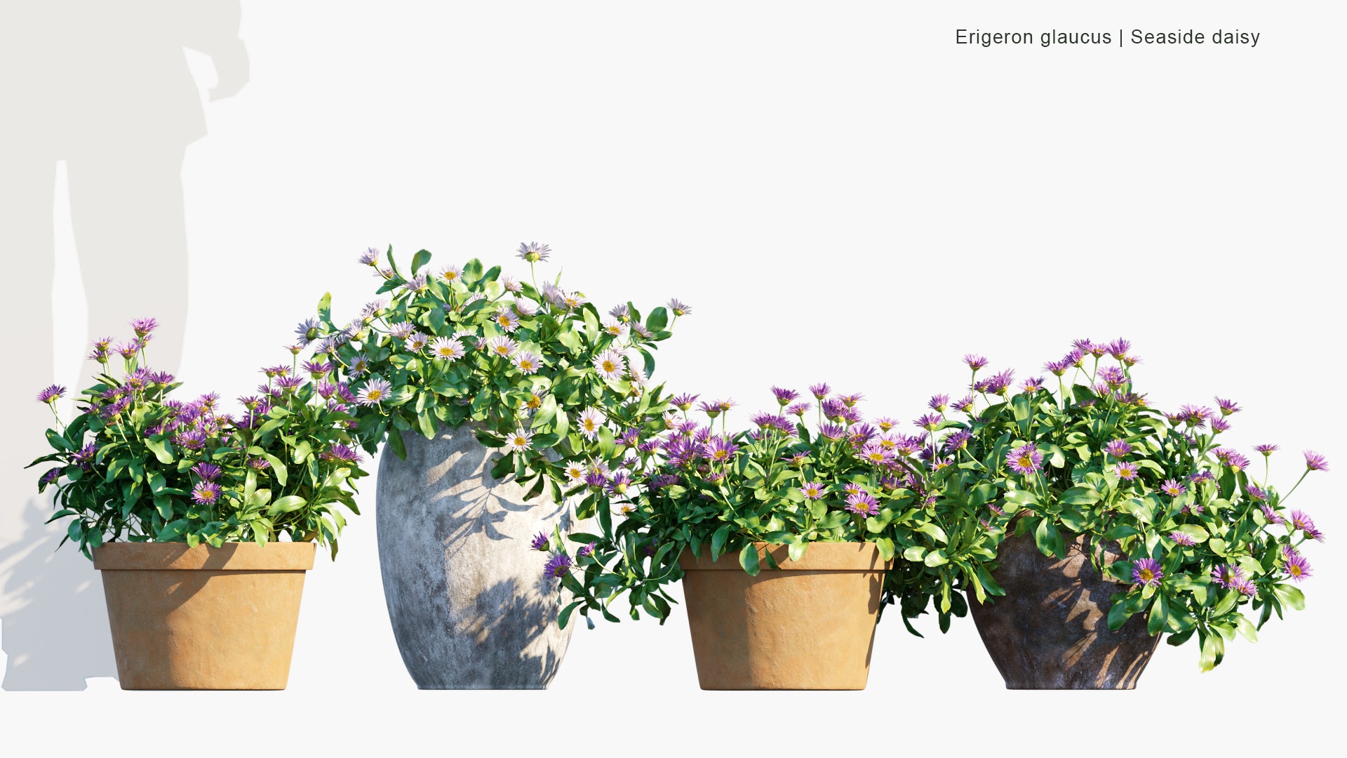Erigeron Glaucus - Seaside Daisy (3D Model)