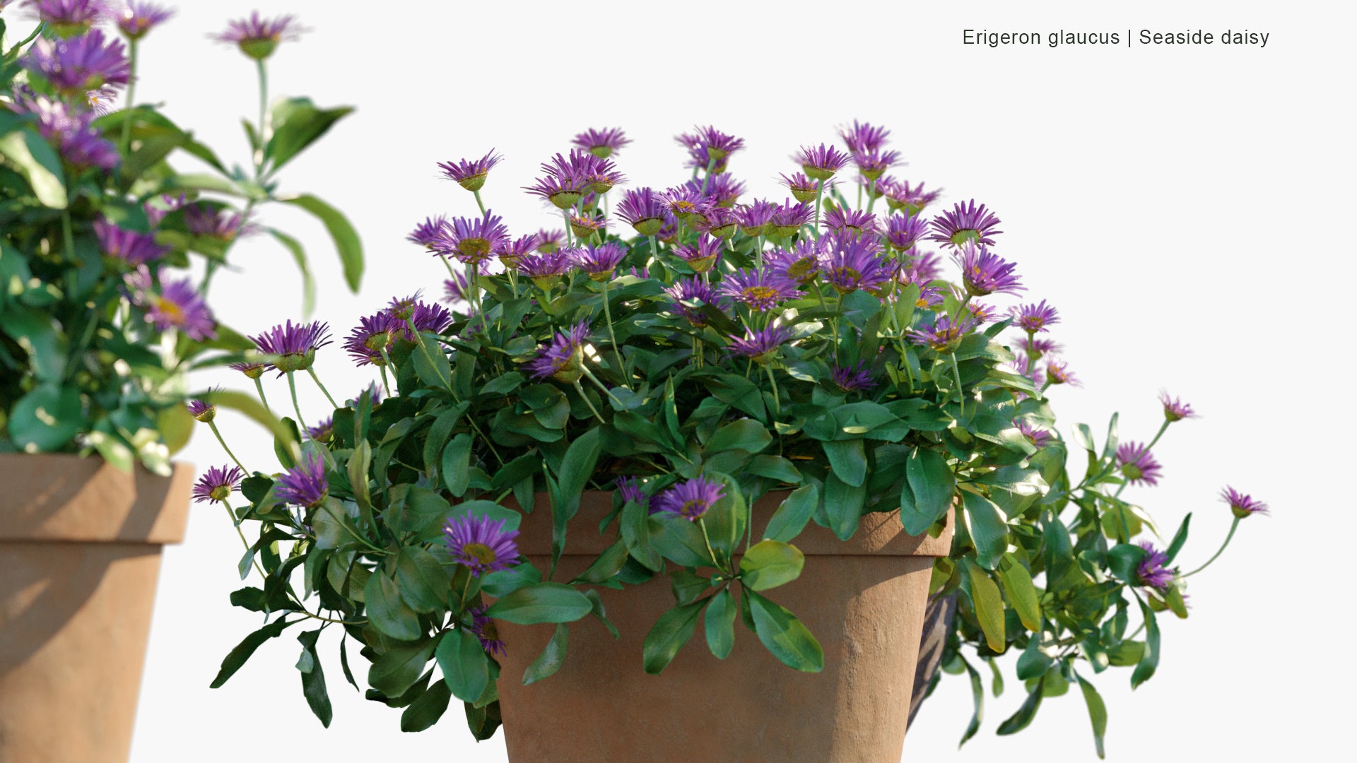 Erigeron Glaucus - Seaside Daisy (3D Model)
